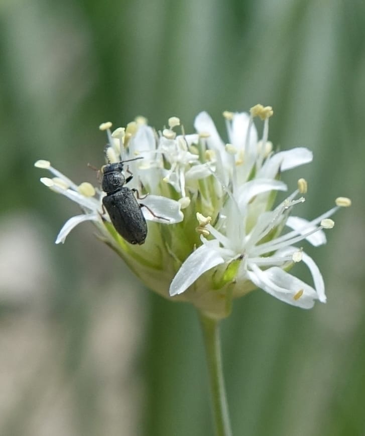 Eremogone congesta, C. Davidson 13712--ID. Boise Co. Scott Mtn. L.O. rd. 15 July 2017. DSC03279 (125).JPG