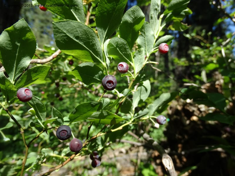 Vaccinium membranaceum, Davidson, C 12607--Idaho. Valley Co. Payette Lake. Sylvan Cr. 20 Jul 2014. DSC00669 (9).JPG