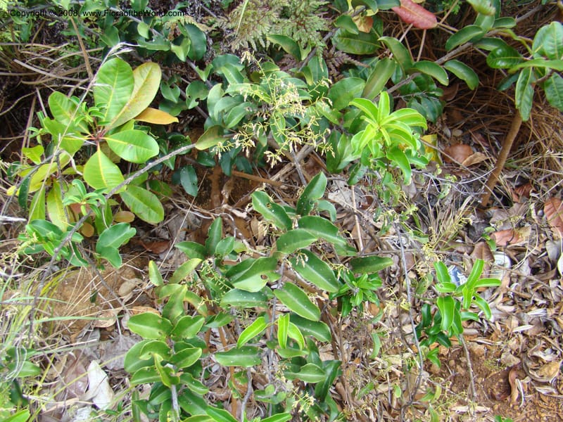 Agatea longipedicellata, JMunzinger4841--New Caledonia. Kwe Bwinyi Riv., old bridge. 18 Nov 07. 001.jpg