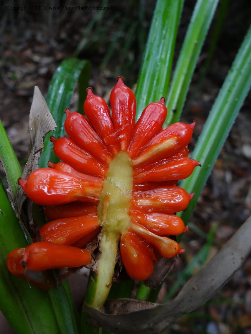 Pandanus platystigma, Callmander 1001--Sarawak.. Bot. Res. Center, Semengoh. 26 Mar 2012. DSC05403 (28).JPG