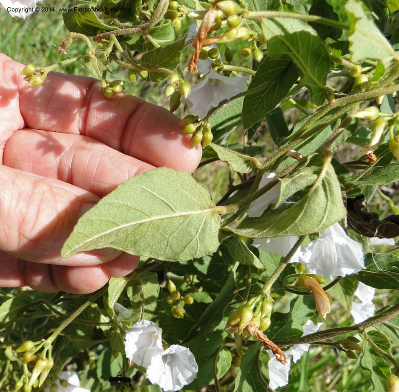 Convolvulus, Stevens,  W. D 31125, Cerro Cora, 16 Mar 2011 1688 (10).JPG