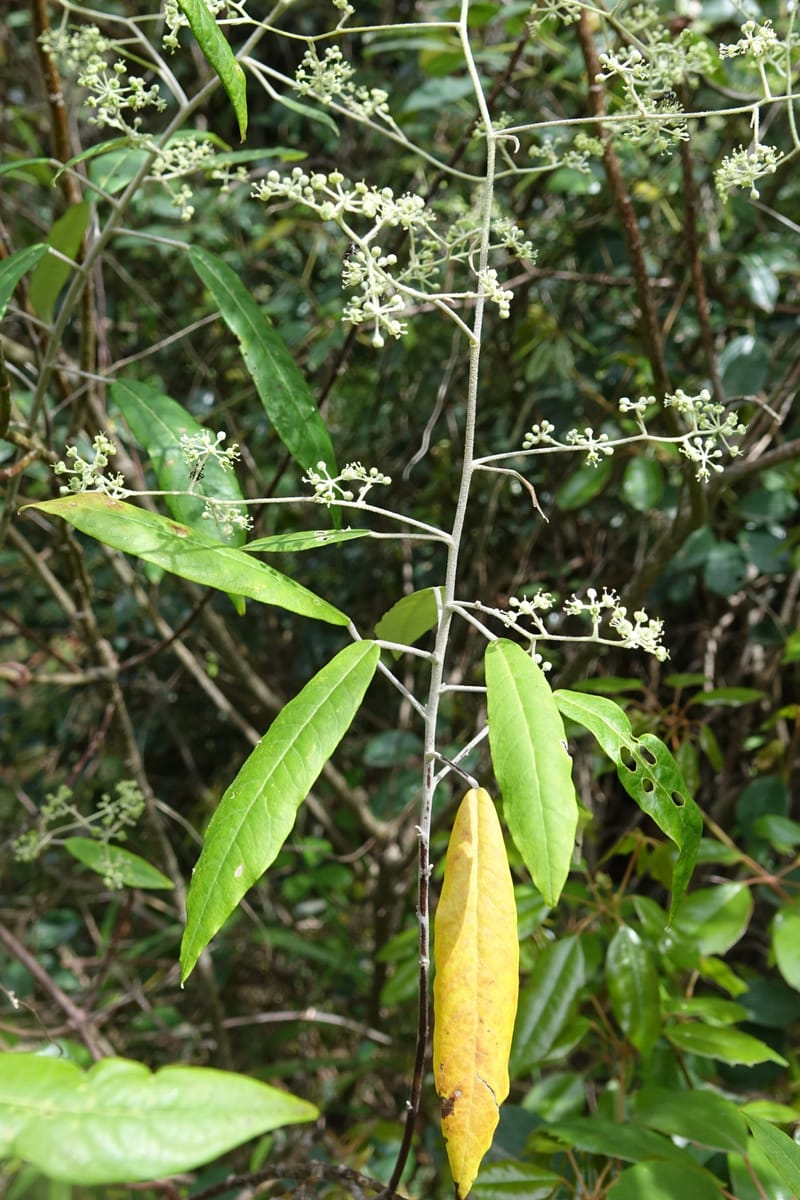 Astrotricha latifolia, Davidson, C 13352--Australia. Qld. Springbrook R (14).JPG
