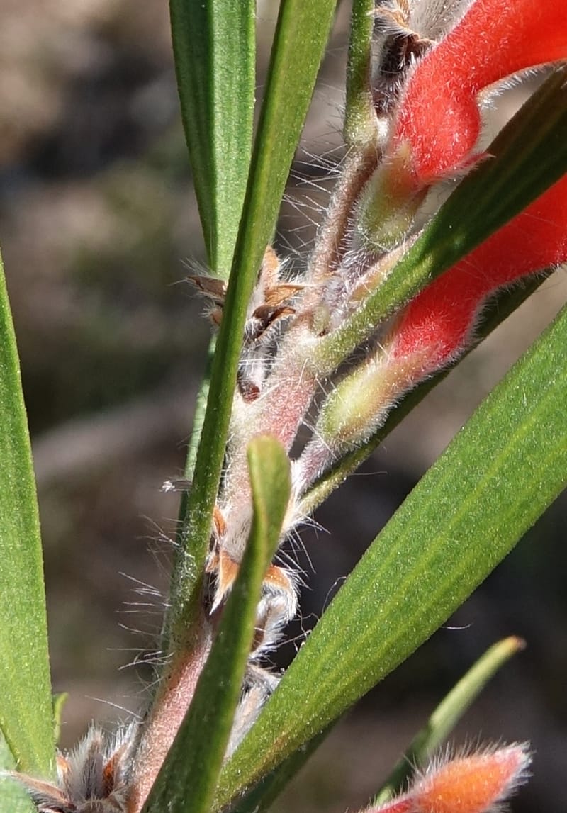 Adenanthos barbiger, Davidson, C 13472--Australia. W.A. Albany Hwy, odom 33.5. 28 Oct 2016. DSC05957 (33).JPG