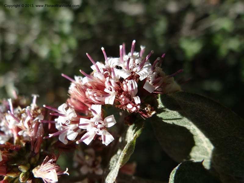 Proustia pyrifolia, WDS 34170--Chile. E of San Clemente. 21 Feb 2013. DSC02256 (102).JPG