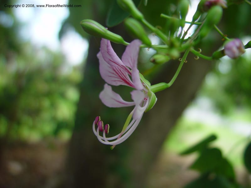 Bauhinia yunnanensis--FL. Fairchild Tropical Gard. 8 Apr 03. 029.jpg