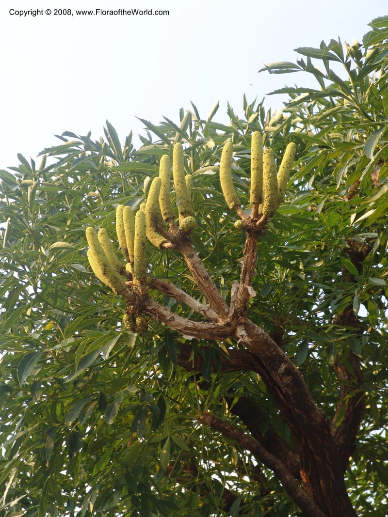 Cussonia spicata--So.Africa. Mpumal. Buffelskloof Private Nat. Res. 17 Mch 05. 337.jpg