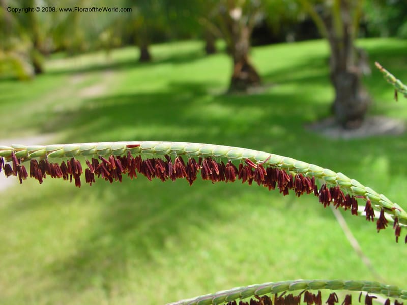 Tripsacum floridanum--FL. Fairchild Tropical Garden. 7 Apr 03. 226.jpg