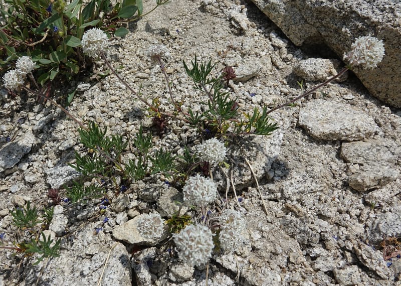 Ipomopsis congesta subsp. viridis, C. Davidson 13714--ID. Boise Co. Scott Mtn. L.O. rd. 15 July 2017. DSC03279 (110).JPG