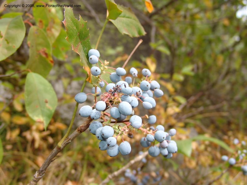 Berberis repens--ID.  Valley Co. Sylvan Beach reservoir trail. 21 Aug 05. 016.jpg
