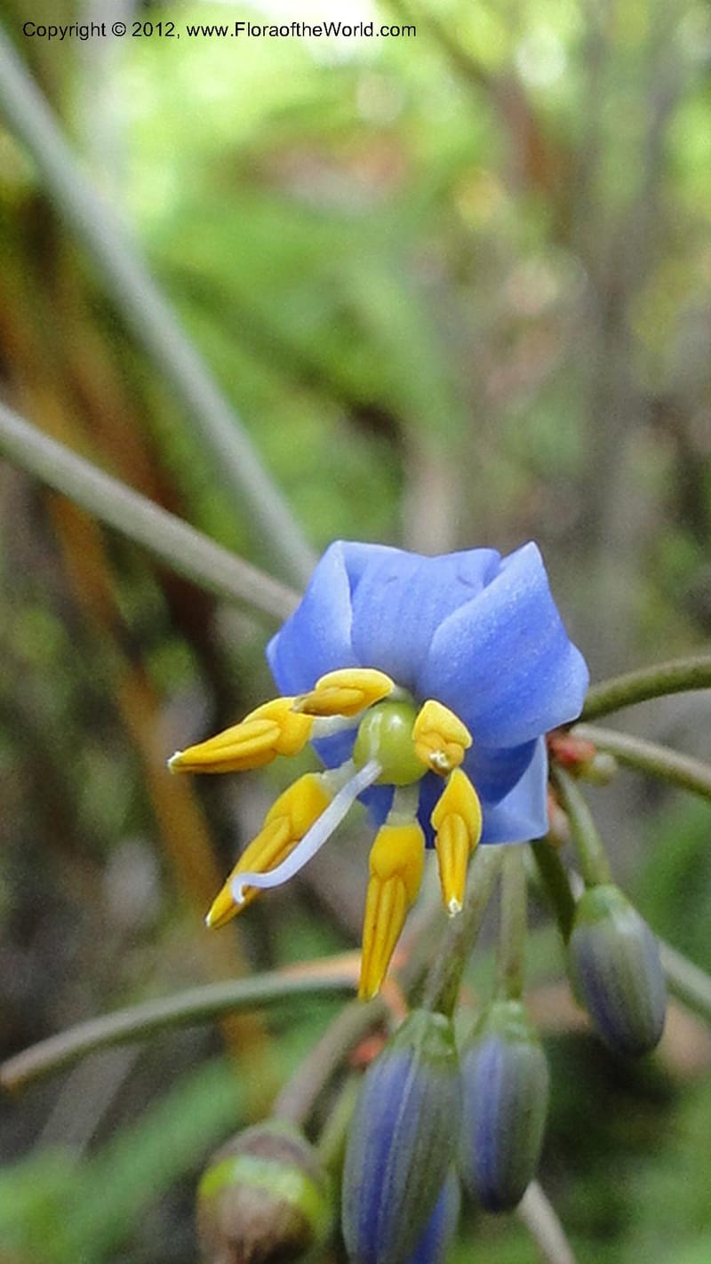 Dianella ensifolia, A. Ramahefaharivelo 168--Madagascar. Ambolotara. Ambodini, Vatovavy. 3 May 2010 177 (49).jpg