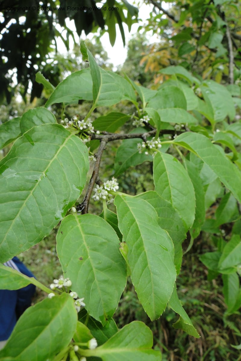 Ilex, Regalado 1770--Viet Nam. Ban Khoang Commune. 4 May 2011. 038 (6).jpg