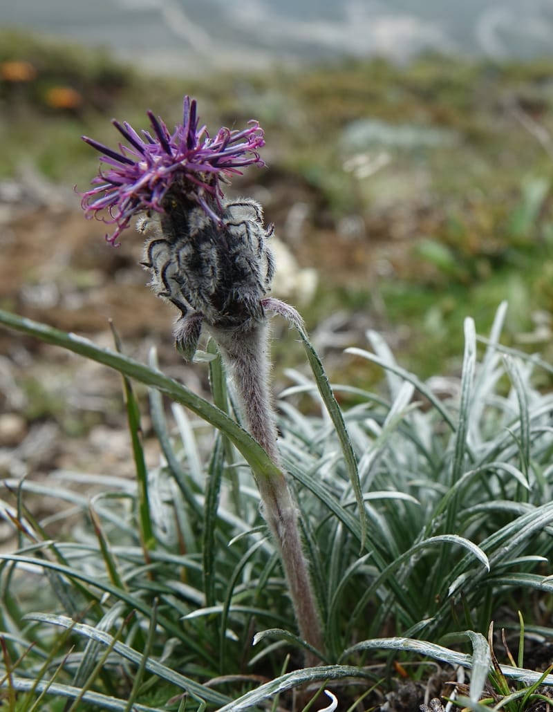 Saussurea graminea var. graminea, D. Boufford 44058--China. Sichuan. Zhe Duo Shan. 17 Aug 2017. DSC06717 (303).JPG