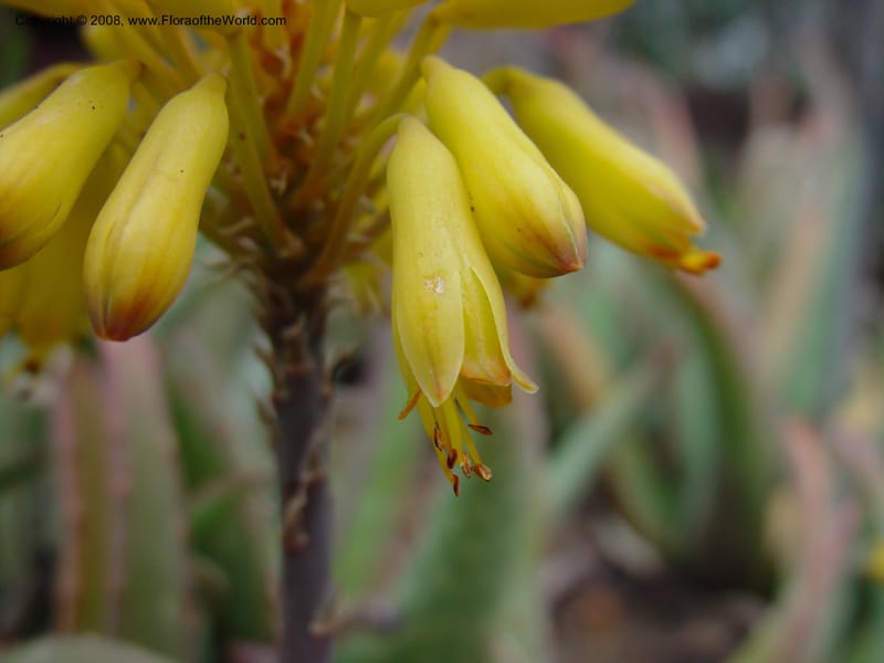 Aloe sinkatana, 30430--CA. Huntington Bot. Gard. 14 Feb 03. 092.jpg