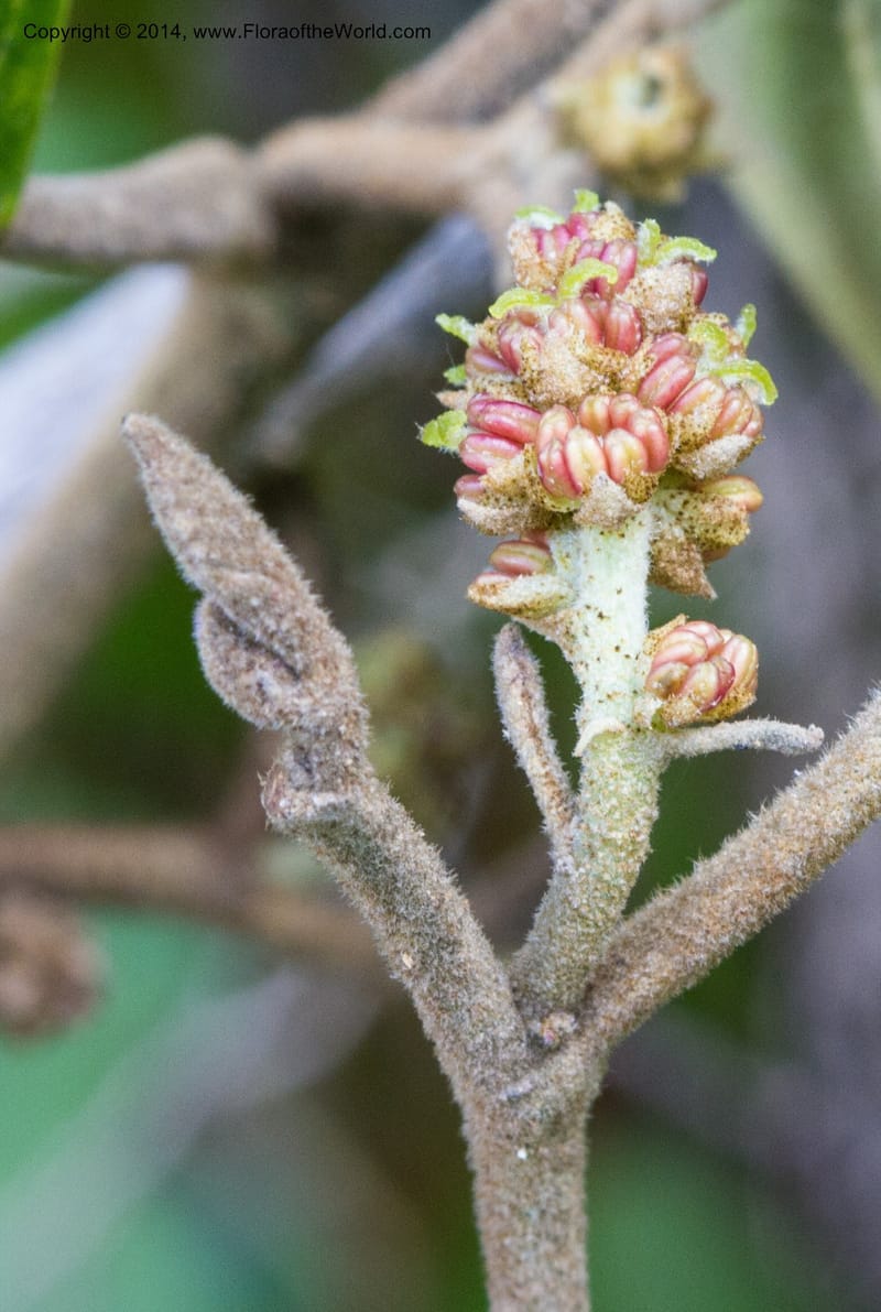 Molinadendron guatemalense, Stevens, W. D 34696--Nicaragua. Neuva Segovia. S of Cerro Mogoton. 5 Jun 2014. 3(4) - Copy.jpg