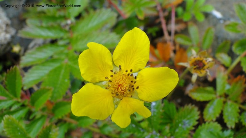 Potentilla anserina, C. Davidson 11781--CA. Humboldt Co. Trinidad State Beach. 18 August 2010. 081 (23).jpg