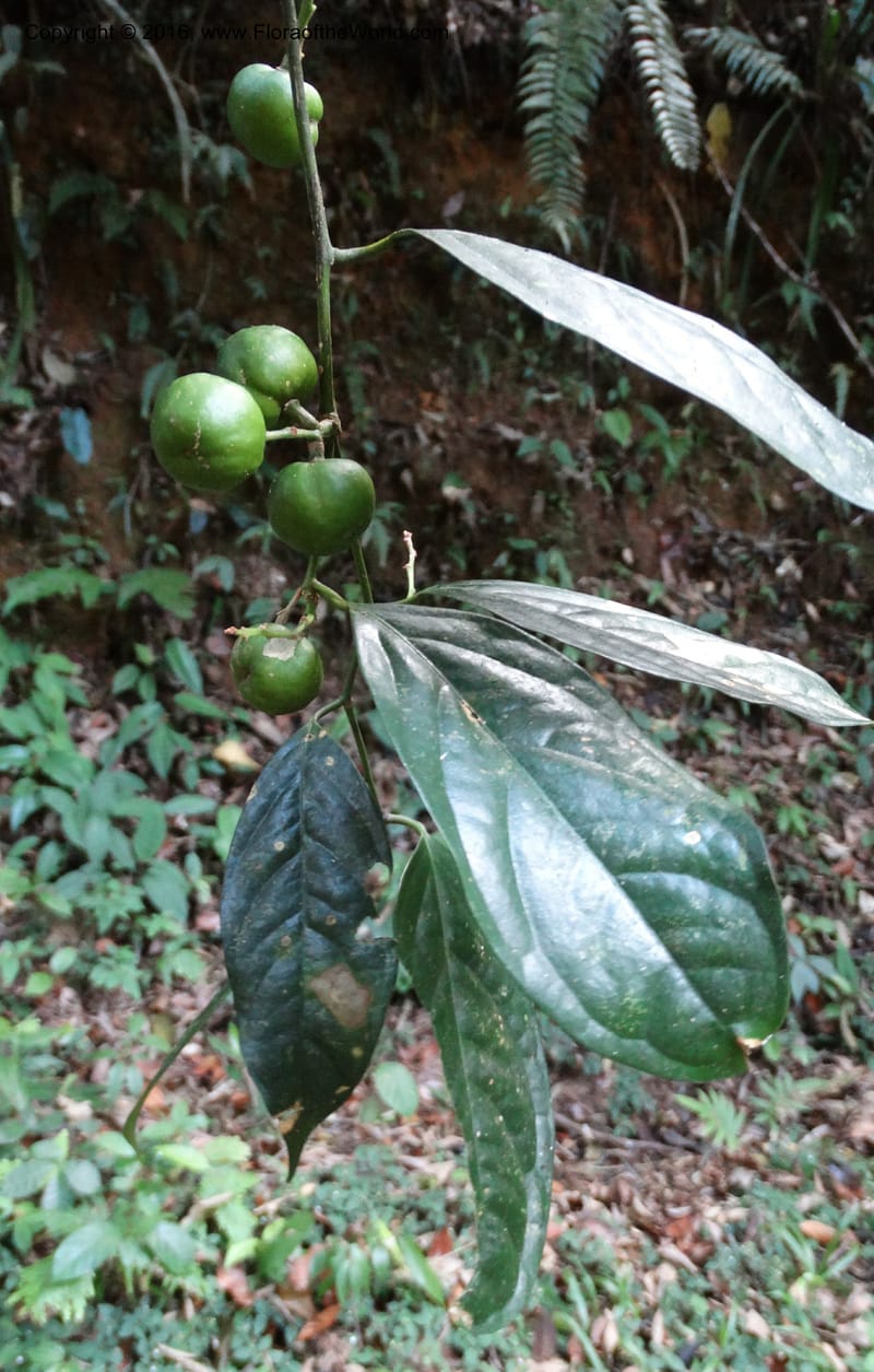 Xanthophyllum, Davidson, C 12912--Sabah. Sub-stesen Sayap. 26 Mar 2015. DSC00551 (101).JPG