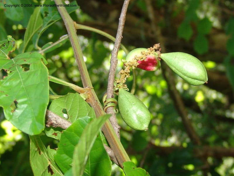 Paullinia pinnata--Tanz.  Mahenge For. Res.  Mahenge-Ifakara. 16 Feb 06. 278.jpg