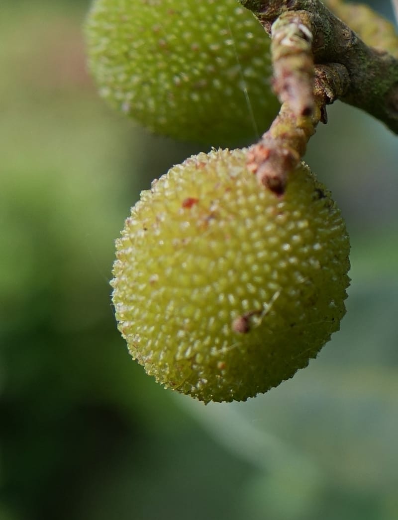 Myrica rubra, Chung Kuo-Fang 3343--Taiwan. YangMing Shan Nat. Park. 18 May 2016. DSC02685 (204).JPG