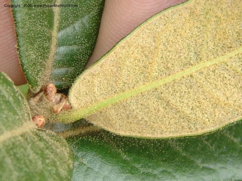 Quercus sp.--MX. Oaxaca. 5345 C. Jardin Etnobotanico. 5 Aug 2007. 350.jpg