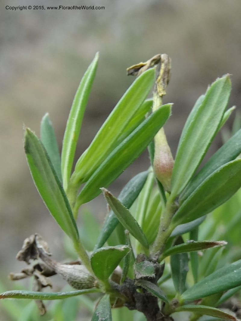 Wikstroemia, Boufford, D 43598--China. Sichuan. Yonghe Village. 6 May 2014. DSC04110 (47).JPG