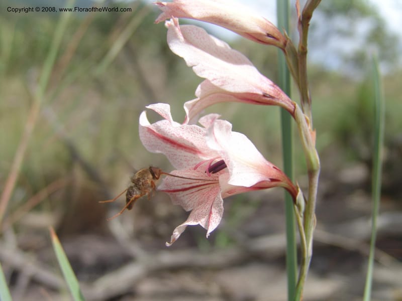 Gladiolus hollandii with beefly--So. Africa. Mpumalanga. Karino. Whyte Thorne Garden. 19 Mch 05. 285.jpg