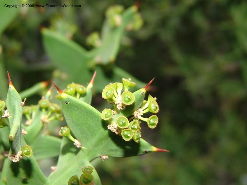 Colletia paradoxa, 49.2020--CA. UC Berkeley Bot. Garden. 8 Dec 06. 379.jpg