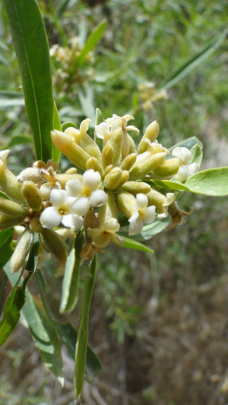 Daphne mucronata, A. G. Miller 128.3--Iraq. Kurdistan. Shakh-i Pira Magun. 10 June 2010. 131 (5).jpg