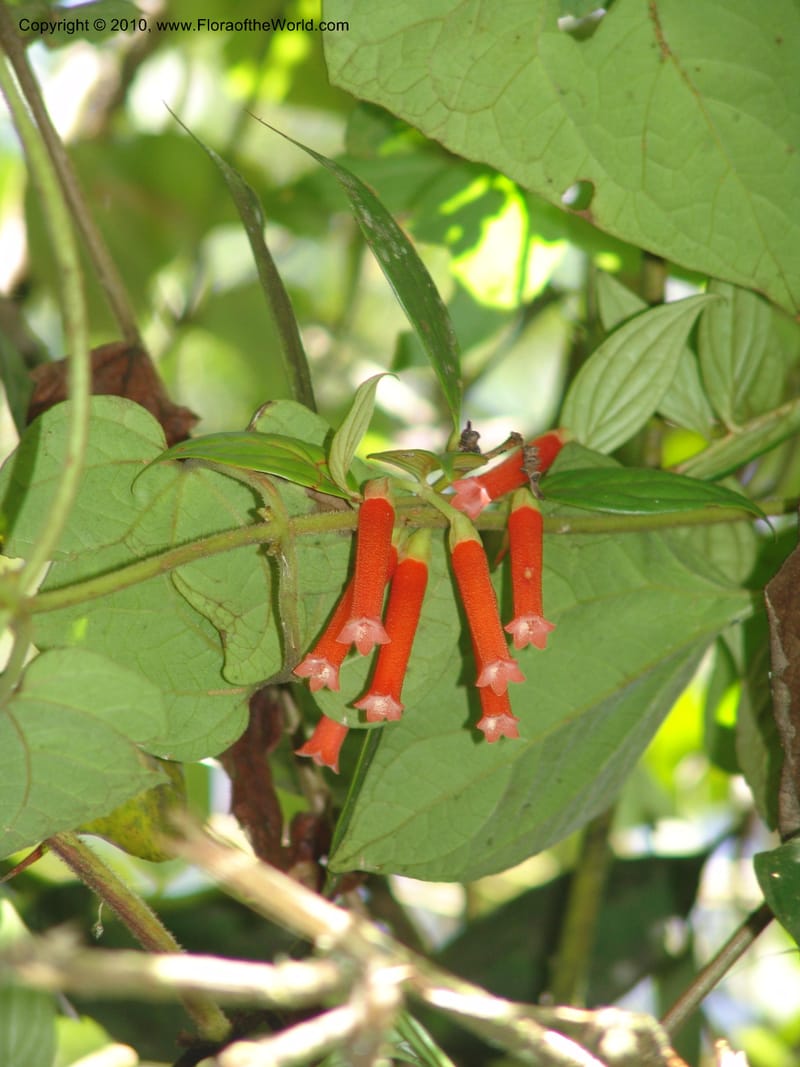 Macleania bullata, Croat 95821--Ecuador. Maquipucuna Biol. Res. Send. Princip. 12 Mar 06. 097 (3).jpg