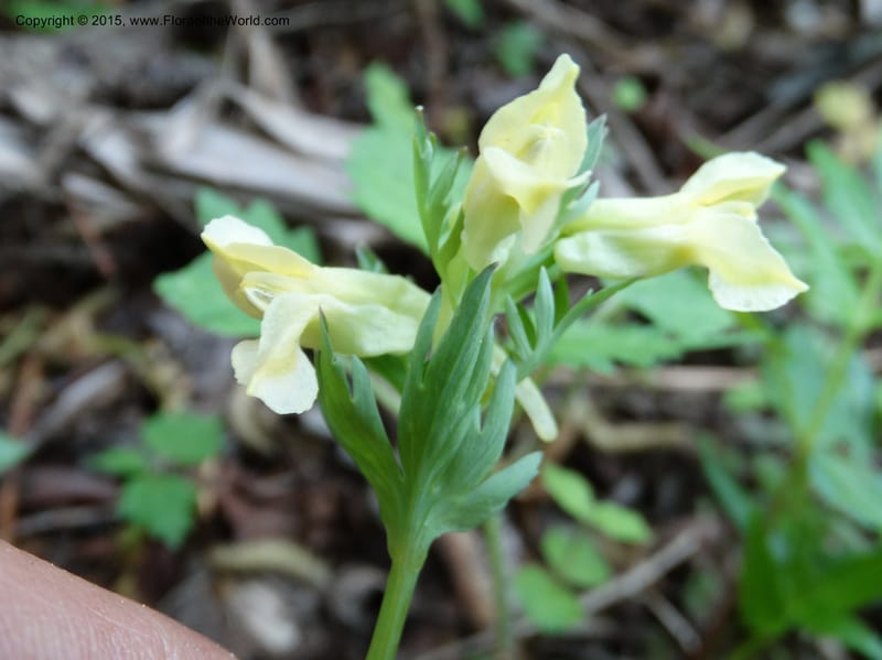 Corydalis, Not collected--China. Sichuan. ShaShiDuo. 8 May 2014. DSC04232 (142).JPG