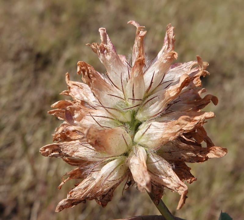 Trifolium macrocephalum, C. Davidson 13789--Oregon. Wallowa Co. Upper Camp Creek Canyon. 5 Jun 2018. DSC05225 (47).JPG