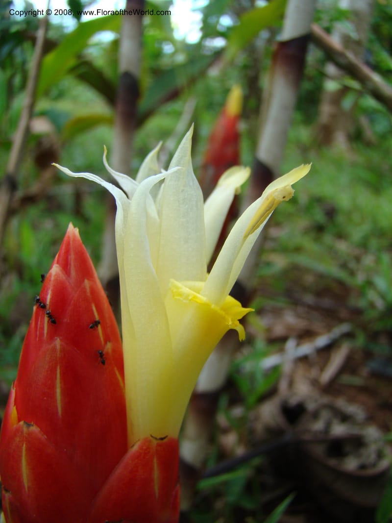 Costus stenophyllus--Costa Rica. Puntar. Los Charcos de Osa. 15 Apr 08. 227.jpg