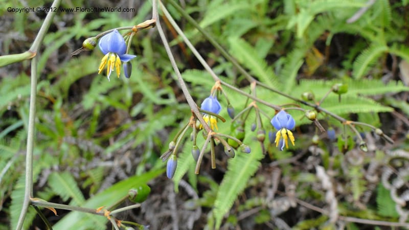 Dianella ensifolia, A. Ramahefaharivelo 168--Madagascar. Ambolotara. Ambodini, Vatovavy. 3 May 2010 177 (46).jpg
