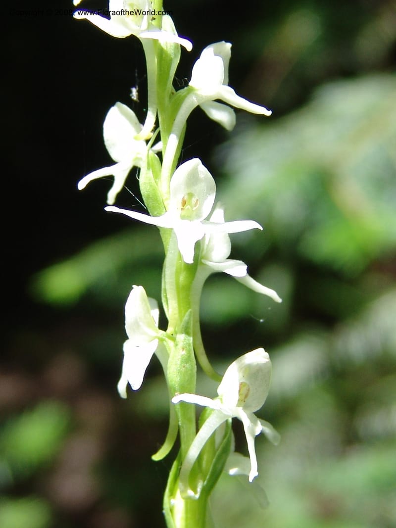 Platanthera dilatata v. leucostachys--ID. Valley Co. Sylvan Beach reservoir and trail. 24 Jul 05. 137.jpg