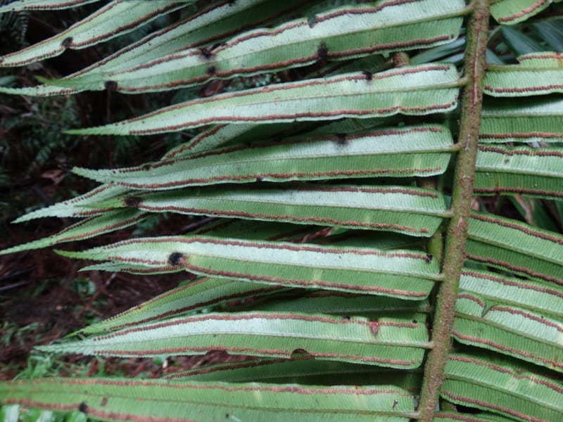 Angiopteris, Munzinger, J 7403--New Caledonia. Haute Robinson. 11 Nov. 2015. DSC00909 (320).JPG