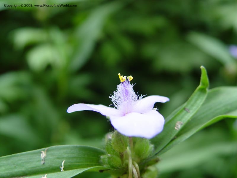 Tradescantia chinensis--DE. Mt. Cuba Center. 24 Jun 03. 029.jpg