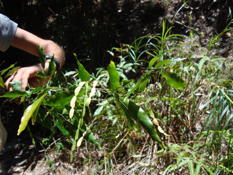 Arthroclianthus, Labat, J. N 3918--New Caledonia, Prov N, Les Trois Creeks,  13 Nov 2007, 001 (1).jpg