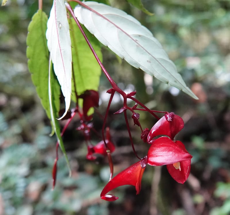 Impatiens, C. Davidson 13908--Gabon. M de C. Sent. Andok. 28 Oct 2018. DSC09339 (306).JPG