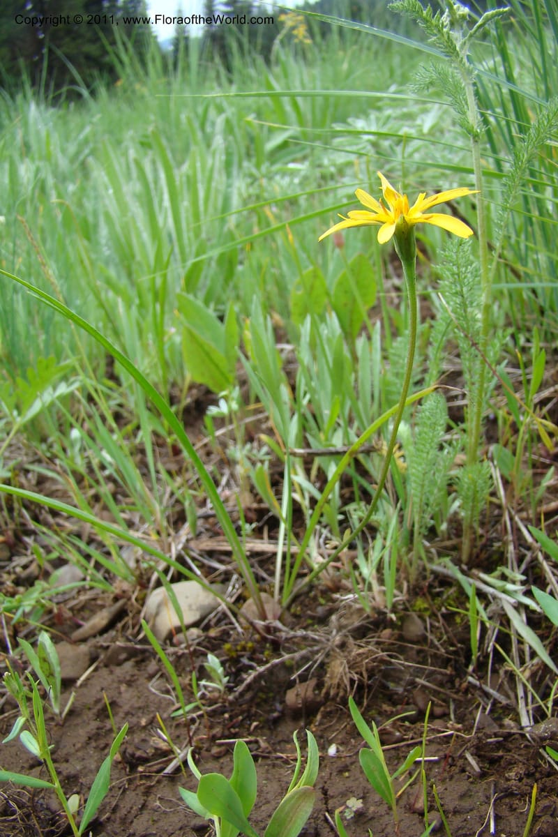 Microseris nutans, C. Davidson 11421--Idaho. Adams Co. Smokey Boulder Rd. 6 June 2009. 174.jpg