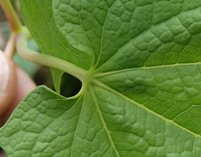 Ranzania japonica--Japan. Myoko Kenmin-no-mori. Hiuchiyama Trial. 27 May 2016.  (156).JPG