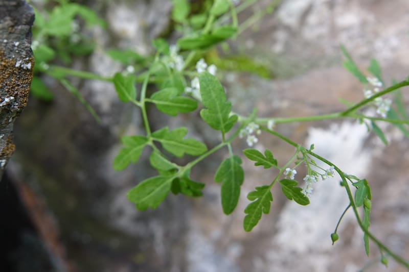 Yinshania acutangula subsp. wilsonii, C. Davidson 13755--China. Sichuan. Yibailingba-gou. 12 Aug 2017. DSC04660 (641).JPG