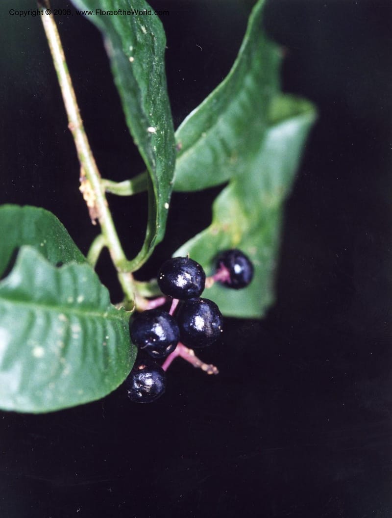 Ardisia, Rincon2498--MX. Veracruz. Volcan San Martin. 27 May 01. 001.jpg