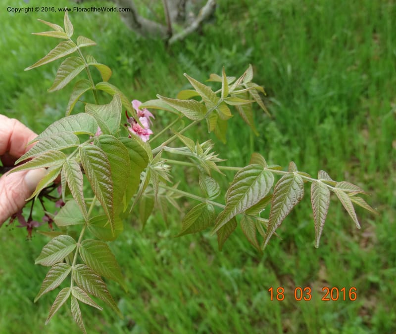 Ungnadia speciosa, Davidson, C 13072--USA Austin TX KcKinney 18 Mar 2016 6896 (18).JPG