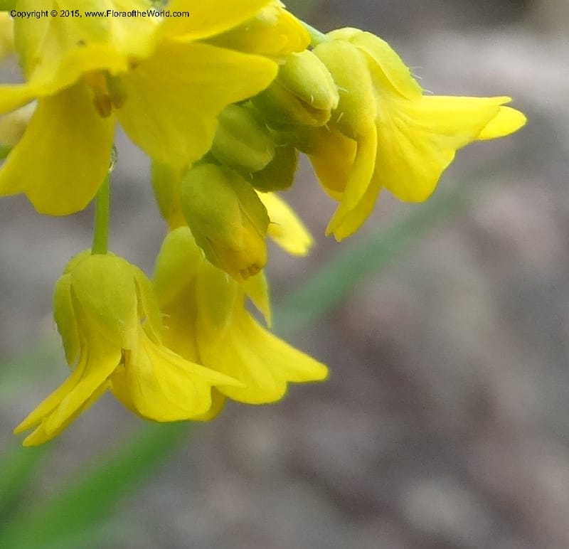 Draba hispida, Davidson, C 12492--Georgia (Caucasus). Koslitavi, branch of Merisi Gorge. 11 Jun 2014. DSC08456 (152).JPG