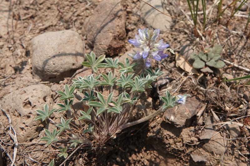 Lupinus lepidus var. lobbii, Davidson 14202--OR. Harney Co. Steens Mtn. July 2021. DSC09986 (527).JPG