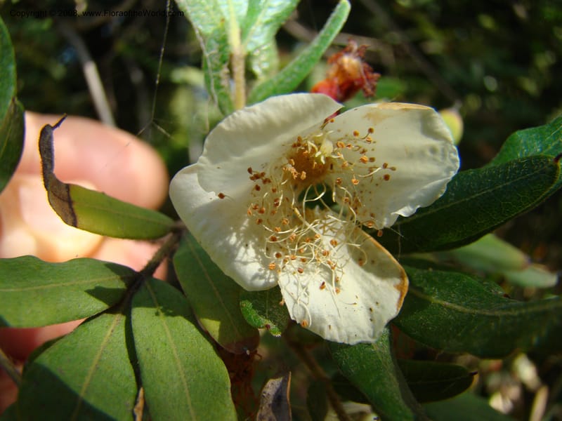 Eucryphia moorei--Australia. Royal Botanic Garden, Melbourne. 19-20 Mch 08. 042.jpg