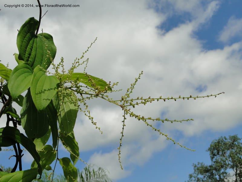 Dioscorea, Stevens,  W. D 31168, Garay Cue, 19 Mar 2011 2366 (10).JPG