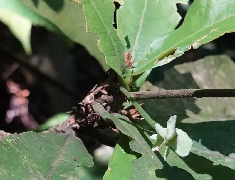 Poggea alata, C. Davidson 13956--Gabon. Arb. Sibang. 5 Nov. 2018. DSC02235 (50).JPG