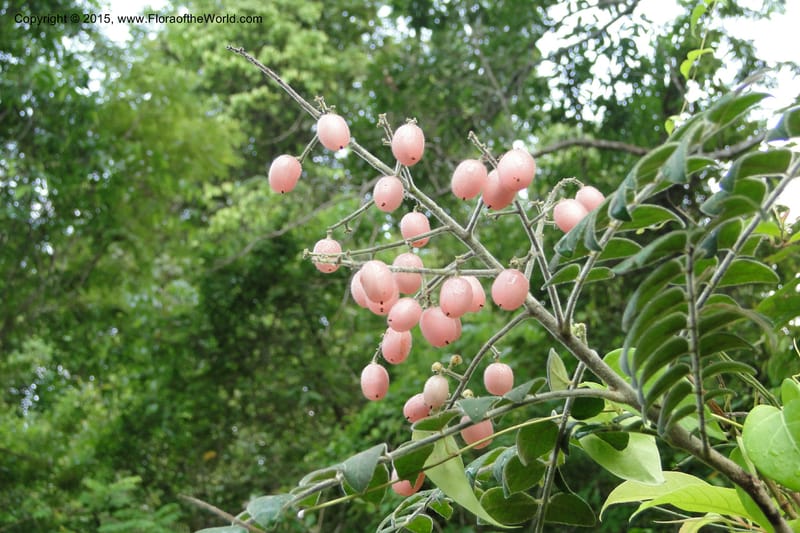 Clausena, Regalado 1953--Viet Nam. Forest Block 19. 15 May 2011. 270 (13).jpg