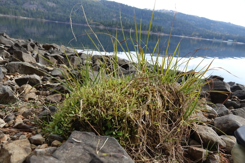 Ranunculus flammula, C. Davidson 13734--ID. Valley Co. Ponderosa Stata Park. 18 Oct 2017. DSC07790 (19).JPG