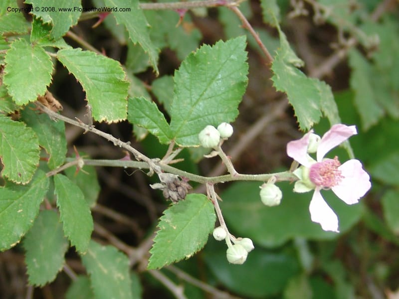 Rubus sanctus--Crete. Ep. Kisamos. Sirikari Gorge. 25 May 05. 297.jpg